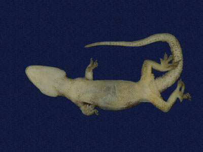 ƦƪԤBǦWG<em>Hemidactylus frenatus</em><br>W١G粪<br>^W١GCommon house gecko