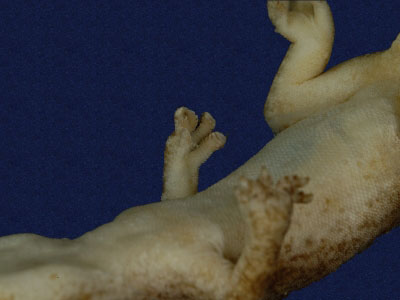 ƦƪԤBǦWG<em>Gekko hokouensis</em><br>W١Guc<br>^W١GHekou's gecko