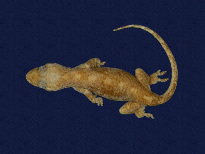 ƦƪԤBǦWG<em>Gekko hokouensis</em><br>W١Guc<br>^W١GHekou's gecko