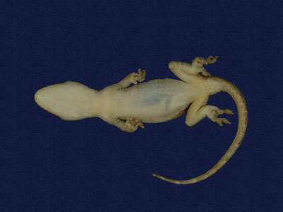 ƦƪԤBǦWG<em>Gekko hokouensis</em><br>W١Guc<br>^W١GHekou's gecko