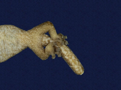 ƦƪԤBǦWG<em>Hemiphyllodactylus typus typus</em><br>W١Gbk粪<br>^W١GIndo-pacific tree gecko