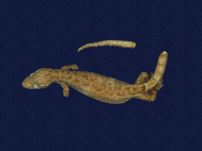 ƦƪԤBǦWG<em>Hemiphyllodactylus typus typus</em><br>W١Gbk粪<br>^W١GIndo-pacific tree gecko