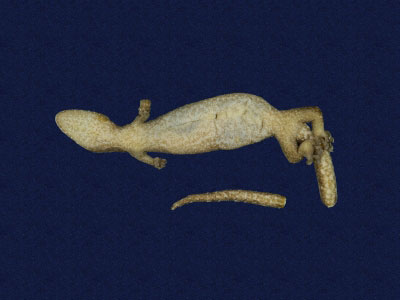 ƦƪԤBǦWG<em>Hemiphyllodactylus typus typus</em><br>W١Gbk粪<br>^W١GIndo-pacific tree gecko