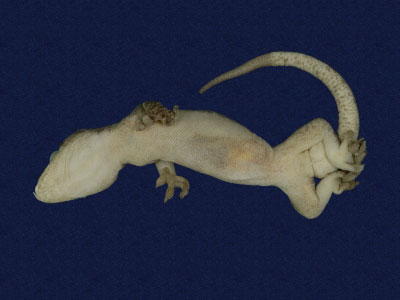 ƦƪԤBǦWG<em>Gekko hokouensis</em><br>W١Guc<br>^W١GHekou's gecko