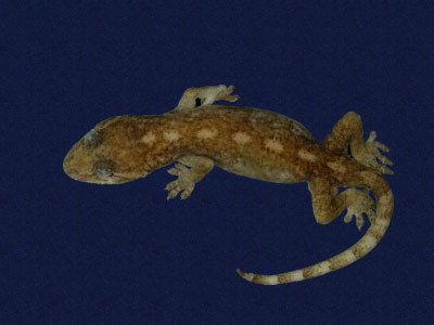 ƦƪԤBǦWG<em>Gekko hokouensis</em><br>W١Guc<br>^W١GHekou's gecko