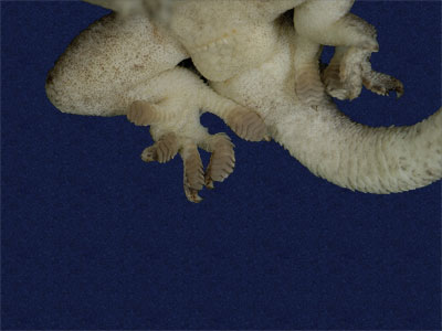 ƦƪԤBǦWG<em>Gekko hokouensis</em><br>W١Guc<br>^W١GHekou's gecko