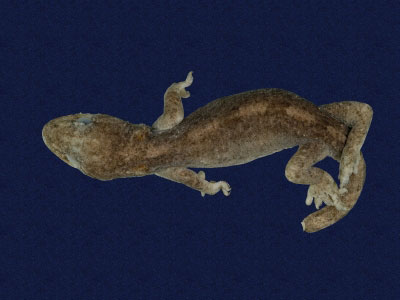 ƦƪԤBǦWG<em>Gekko hokouensis</em><br>W١Guc<br>^W١GHekou's gecko