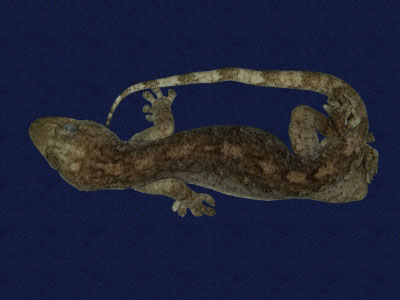 ƦƪԤBǦWG<em>Gekko hokouensis</em><br>W١Guc<br>^W١GHekou's gecko