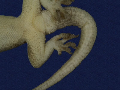 ƦƪԤBǦWG<em>Hemidactylus frenatus</em><br>W١G粪<br>^W١GCommon house gecko