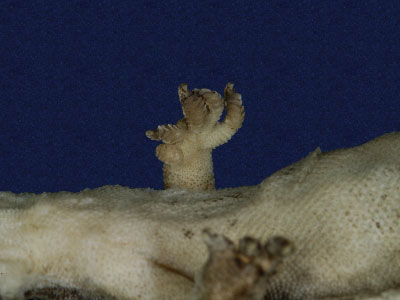 ƦƪԤBǦWG<em>Gekko hokouensis</em><br>W١Guc<br>^W١GHekou's gecko