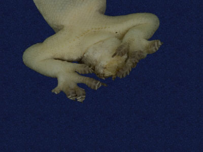 ƦƪԤBǦWG<em>Hemidactylus frenatus</em><br>W١G粪<br>^W١GCommon house gecko