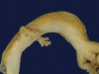 ƦƪԤBǦWG<em>Hemiphyllodactylus typus typus</em><br>W١Gbk粪<br>^W١GIndo-pacific tree gecko