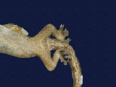 ƦƪԤBǦWG<em>Hemiphyllodactylus typus typus</em><br>W١Gbk粪<br>^W١GIndo-pacific tree gecko