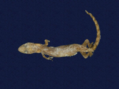 ƦƪԤBǦWG<em>Hemiphyllodactylus typus typus</em><br>W١Gbk粪<br>^W١GIndo-pacific tree gecko