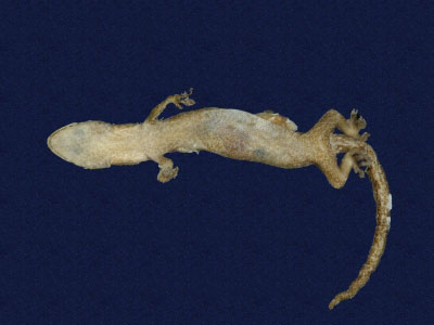 ƦƪԤBǦWG<em>Hemiphyllodactylus typus typus</em><br>W١Gbk粪<br>^W١GIndo-pacific tree gecko