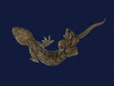 ƦƪԤBǦWG<em>Gekko hokouensis</em><br>W١Guc<br>^W١GHekou's gecko