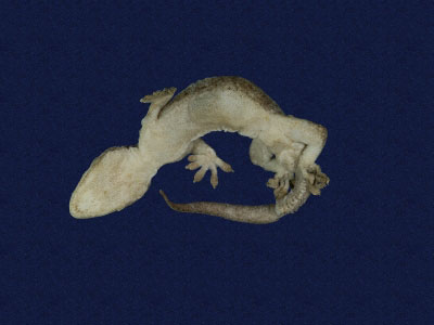 ƦƪԤBǦWG<em>Gekko hokouensis</em><br>W١Guc<br>^W١GHekou's gecko