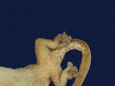 ƦƪԤBǦWG<em>Hemiphyllodactylus typus typus</em><br>W١Gbk粪<br>^W١GIndo-pacific tree gecko