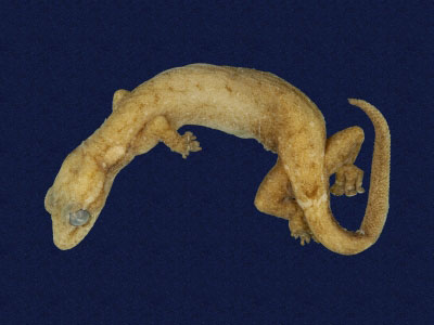 ƦƪԤBǦWG<em>Hemiphyllodactylus typus typus</em><br>W١Gbk粪<br>^W١GIndo-pacific tree gecko