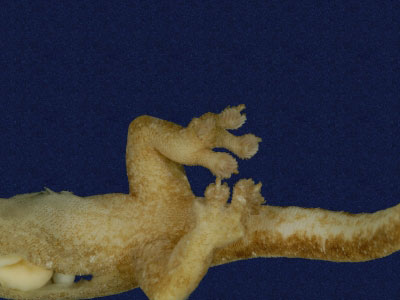 ƦƪԤBǦWG<em>Hemiphyllodactylus typus typus</em><br>W١Gbk粪<br>^W١GIndo-pacific tree gecko