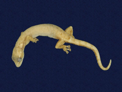 ƦƪԤBǦWG<em>Hemiphyllodactylus typus typus</em><br>W١Gbk粪<br>^W١GIndo-pacific tree gecko