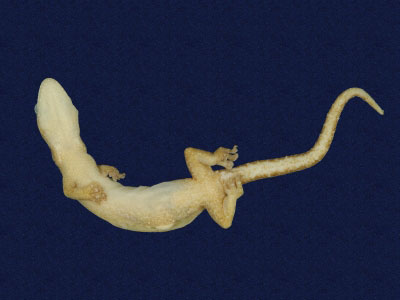 ƦƪԤBǦWG<em>Hemiphyllodactylus typus typus</em><br>W١Gbk粪<br>^W١GIndo-pacific tree gecko