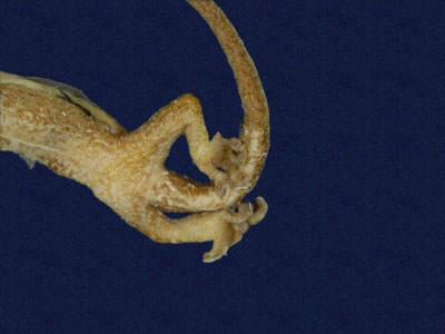 ƦƪԤBǦWG<em>Hemiphyllodactylus typus typus</em><br>W١Gbk粪<br>^W١GIndo-pacific tree gecko