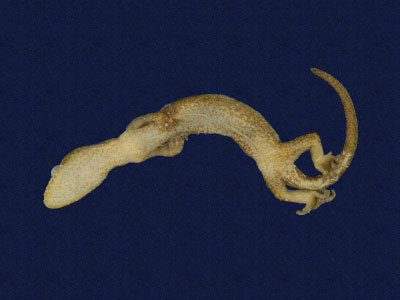 ƦƪԤBǦWG<em>Hemiphyllodactylus typus typus</em><br>W١Gbk粪<br>^W١GIndo-pacific tree gecko