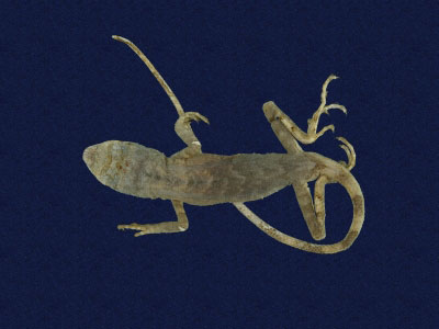 ƦƪԤBǦWG<em>Japalura brevipes</em><br>W١Gukh<br>^W١GShort-legged japalura