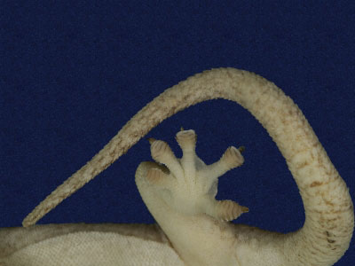 ƦƪԤBǦWG<em>Gekko hokouensis</em><br>W١Guc<br>^W١GHekou's gecko