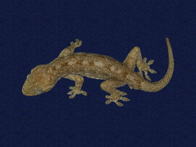 ƦƪԤBǦWG<em>Gekko hokouensis</em><br>W١Guc<br>^W١GHekou's gecko