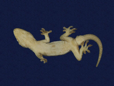 ƦƪԤBǦWG<em>Gekko hokouensis</em><br>W١Guc<br>^W١GHekou's gecko