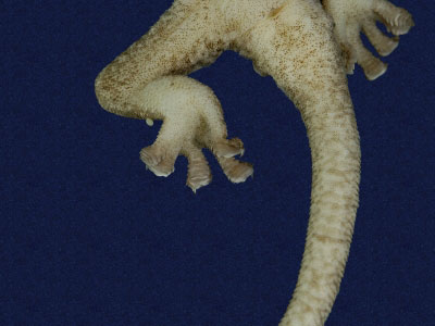 ƦƪԤBǦWG<em>Gekko hokouensis</em><br>W١Guc<br>^W١GHekou's gecko