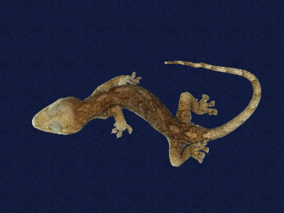 ƦƪԤBǦWG<em>Gekko hokouensis</em><br>W١Guc<br>^W١GHekou's gecko