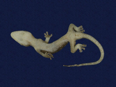 ƦƪԤBǦWG<em>Gekko hokouensis</em><br>W١Guc<br>^W١GHekou's gecko