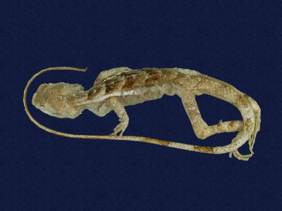 ƦƪԤBǦWG<em>Japalura swinhonis</em><br>W١G廨kh<br>^W١GSwinhoes tree lizard