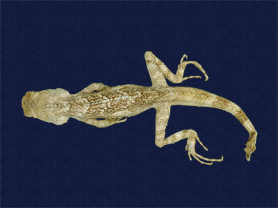 ƦƪԤBǦWG<em>Japalura swinhonis</em><br>W١G廨kh<br>^W١GSwinhoes tree lizard