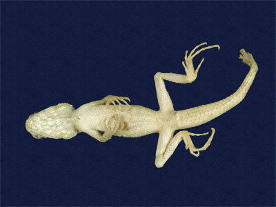 ƦƪԤBǦWG<em>Japalura swinhonis</em><br>W١G廨kh<br>^W١GSwinhoes tree lizard