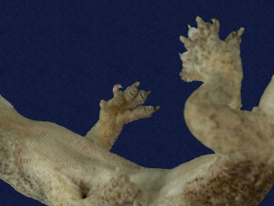 ƦƪԤBǦWG<em>Gekko hokouensis</em><br>W١Guc<br>^W١GHekou's gecko