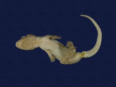 ƦƪԤBǦWG<em>Gekko hokouensis</em><br>W١Guc<br>^W١GHekou's gecko