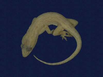 ƦƪԤBǦWG<em>Hemidactylus frenatus</em><br>W١G粪<br>^W١GCommon house gecko