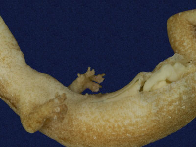 ƦƪԤBǦWG<em>Hemiphyllodactylus typus typus</em><br>W١Gbk粪<br>^W١GIndo-pacific tree gecko