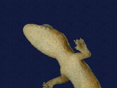 ƦƪԤBǦWG<em>Hemiphyllodactylus typus typus</em><br>W١Gbk粪<br>^W١GIndo-pacific tree gecko