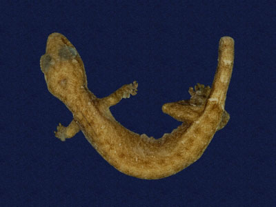 ƦƪԤBǦWG<em>Hemiphyllodactylus typus typus</em><br>W١Gbk粪<br>^W١GIndo-pacific tree gecko