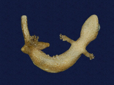 ƦƪԤBǦWG<em>Hemiphyllodactylus typus typus</em><br>W١Gbk粪<br>^W١GIndo-pacific tree gecko