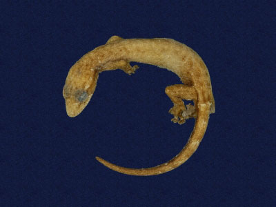 ƦƪԤBǦWG<em>Hemiphyllodactylus typus typus</em><br>W١Gbk粪<br>^W١GIndo-pacific tree gecko