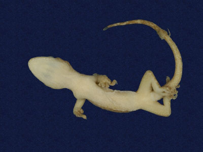 ƦƪԤBǦWG<em>Gekko hokouensis</em><br>W١Guc<br>^W١GHekou's gecko
