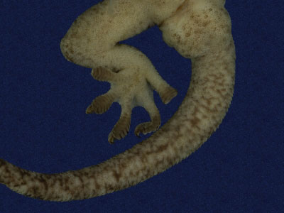 ƦƪԤBǦWG<em>Gekko hokouensis</em><br>W١Guc<br>^W١GHekou's gecko