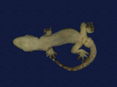 ƦƪԤBǦWG<em>Gekko hokouensis</em><br>W١Guc<br>^W١GHekou's gecko