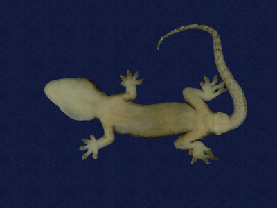 ƦƪԤBǦWG<em>Gekko hokouensis</em><br>W١Guc<br>^W١GHekou's gecko